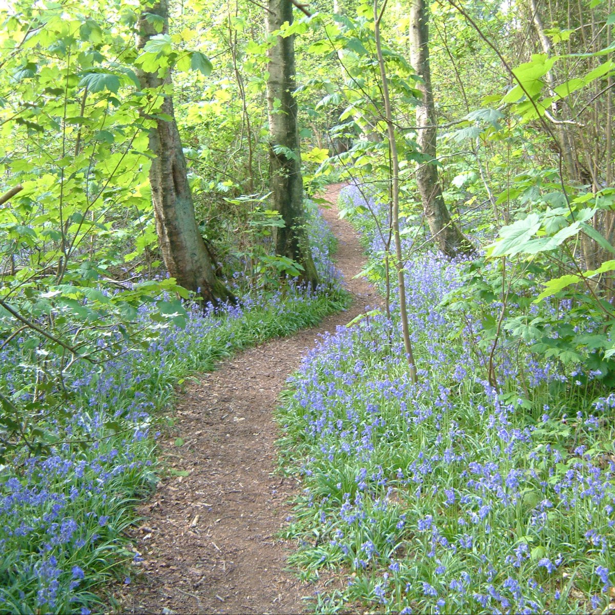 My journey to a vegan diet (Part&nbsp;2)